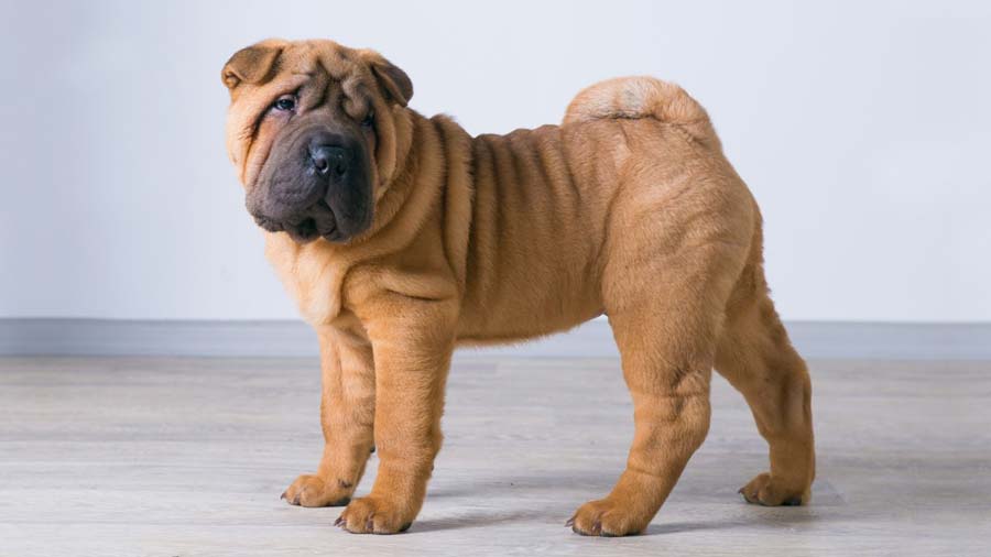 Shar Pei Miniatura