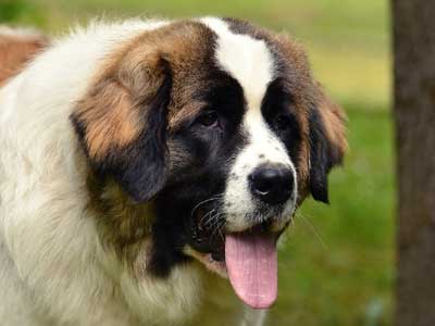 Perro Guardián de Moscú Precio