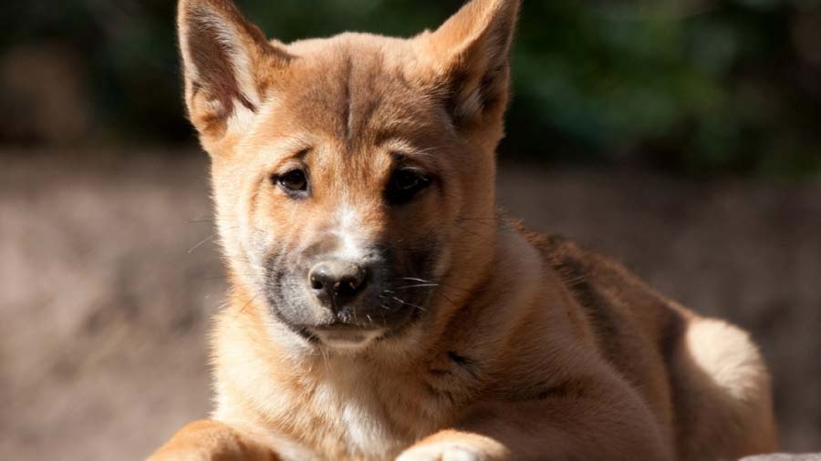 Perro Cantor de Nueva Guinea