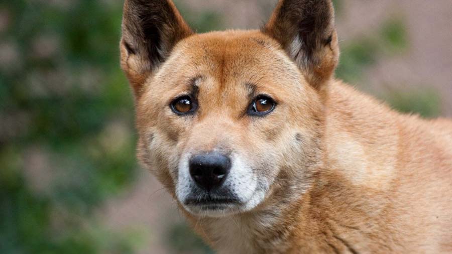 Perro Cantor de Nueva Guinea