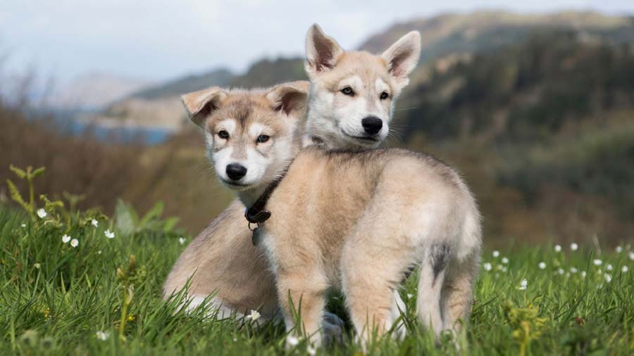 Perro Inuit del Norte