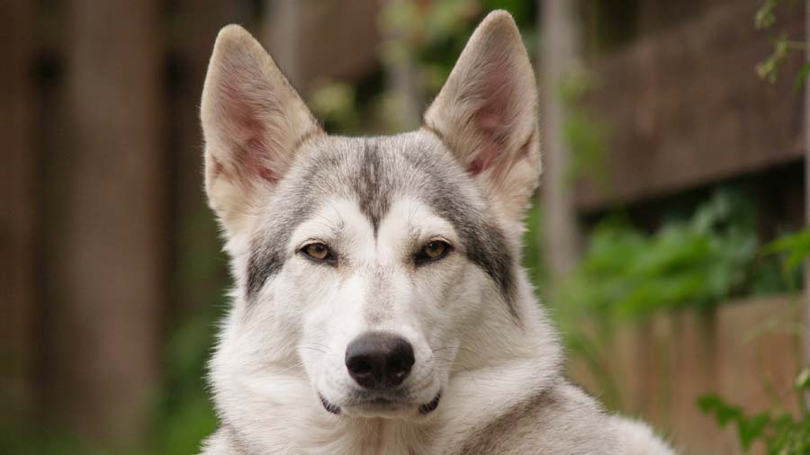 Perro Inuit del Norte