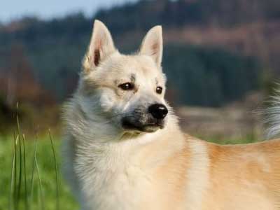 Buhund Noruego Precio