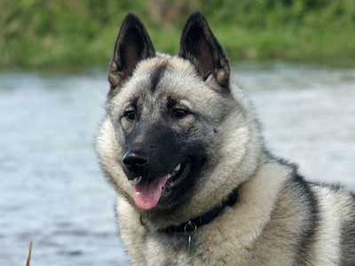 Elkhound Noruego Precio