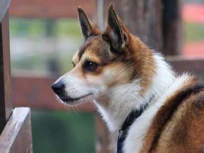 Lundehund Noruego Precio