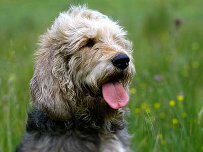 Otterhound Precio