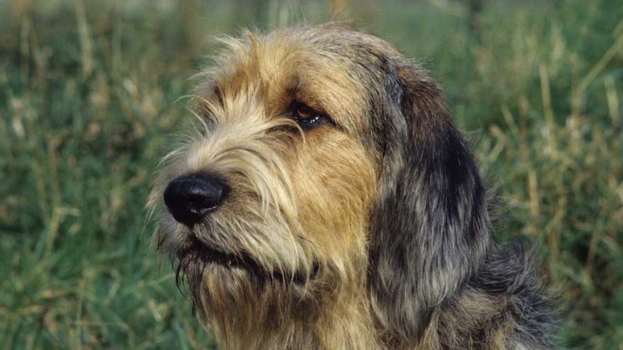 Otterhound