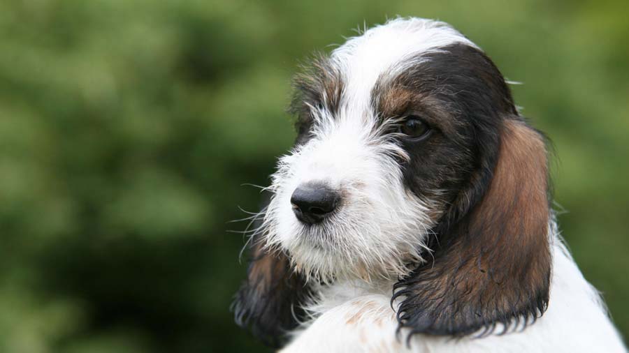 Grifón Vandeano Basset Pequeño