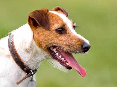 Parson Russell Terrier Precio