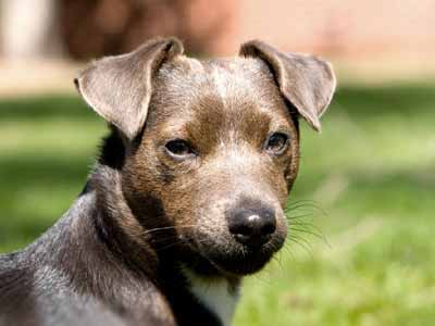 Patterdale Terrier Precio