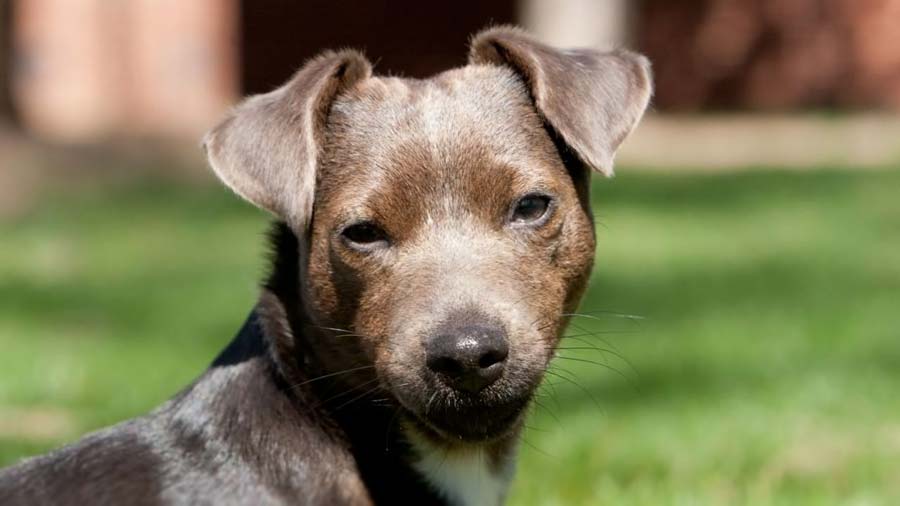 Patterdale Terrier