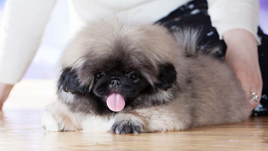 Pekinés