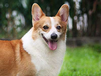 Corgi Precio