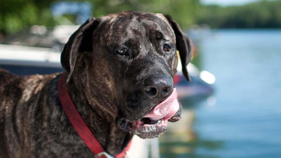 Presa Canario