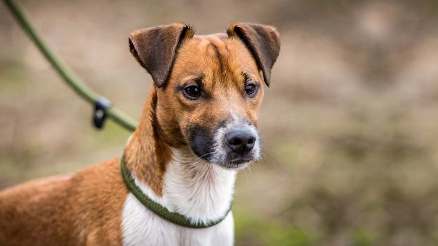 Plummer Terrier