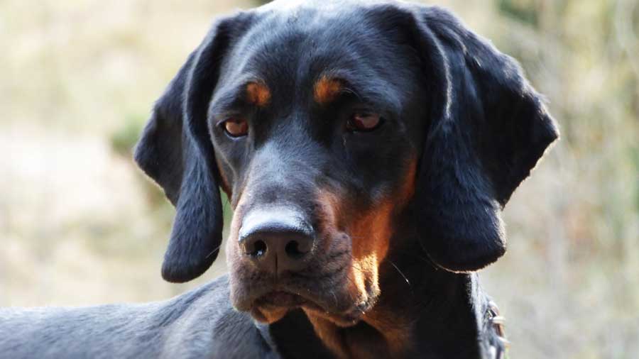 Perro de Caza Polaco