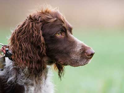 Spaniel de Pont Audemere Precio