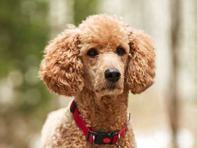 Poodle Precio