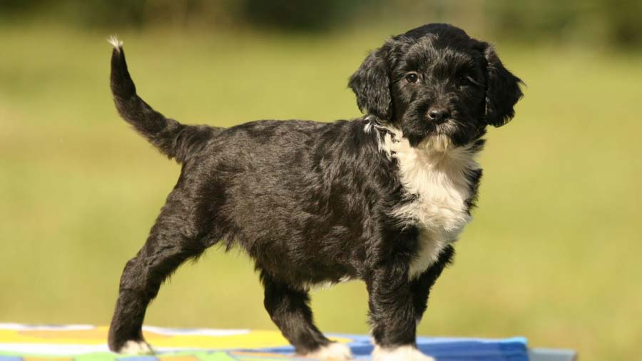 Perro de Agua Portugués