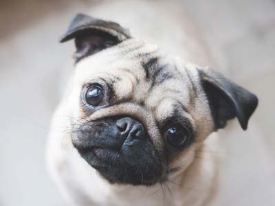 Pug Precio