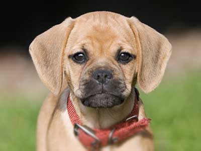 Puggle Precio