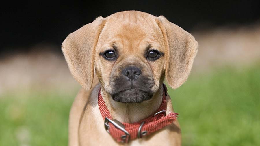 Puggle