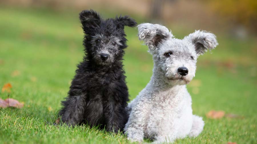 Pumi