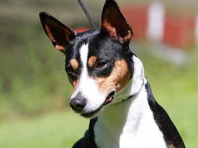 Terrier de Rata Precio
