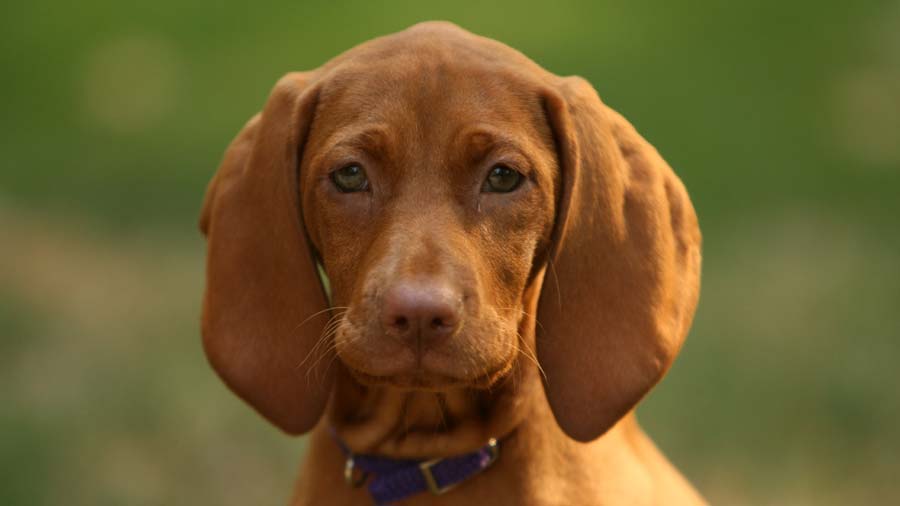 Coonhound de Hueso Rojo