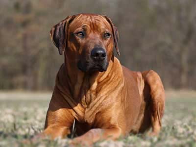 Perro Crestado Rodesiano Precio