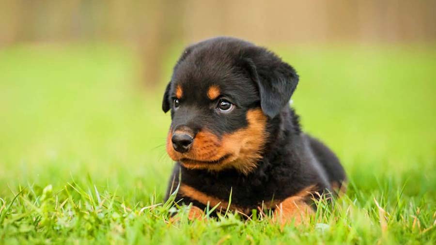 Rottweiler