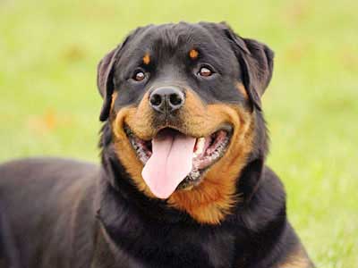 Rottweiler Precio