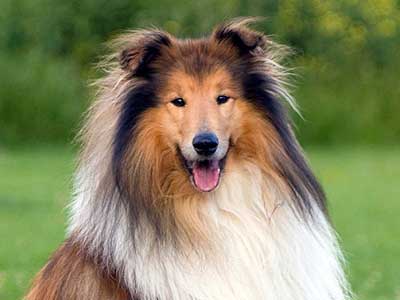 Collie Precio