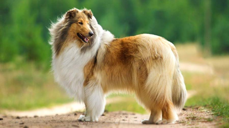 Collie