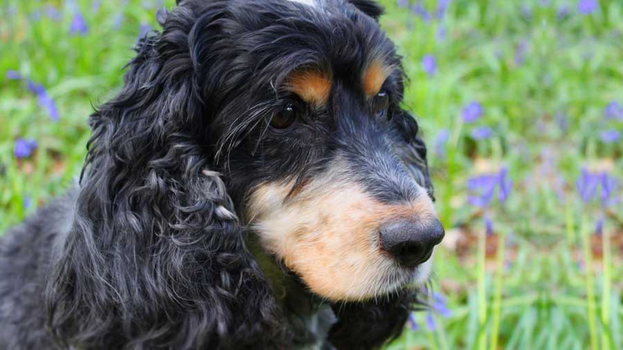 Spaniel Ruso