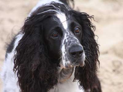 Spaniel Ruso Precio