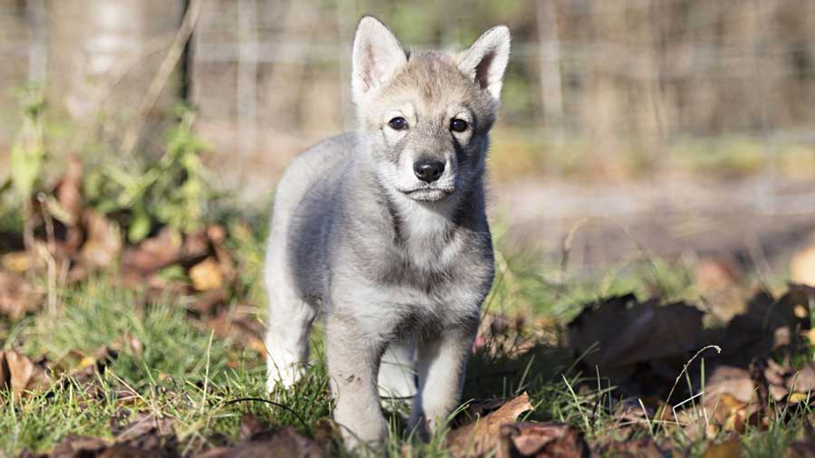 Perro Lobo de Saarloos