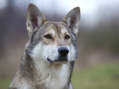 Perro Lobo de Saarloos Precio