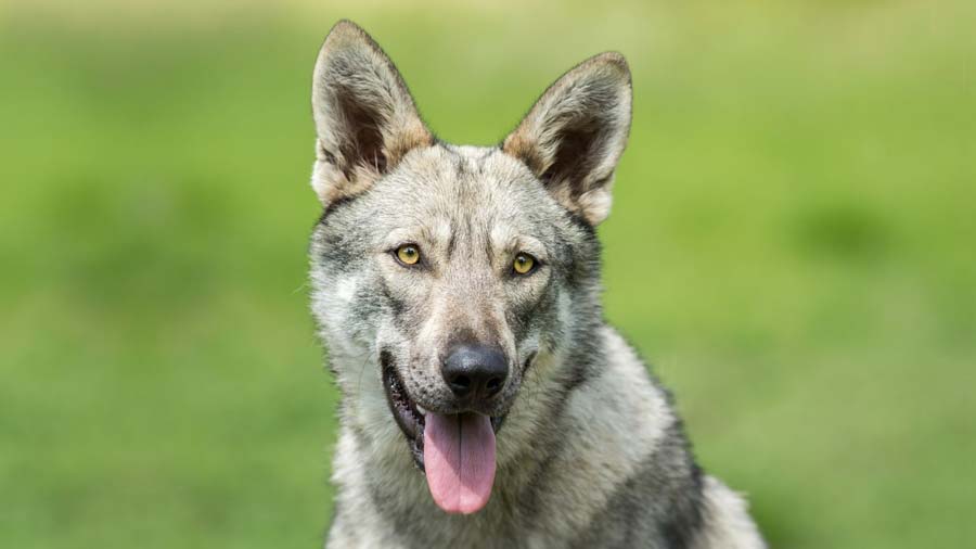 Perro Lobo Mexicano