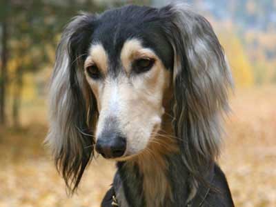 Saluki Precio