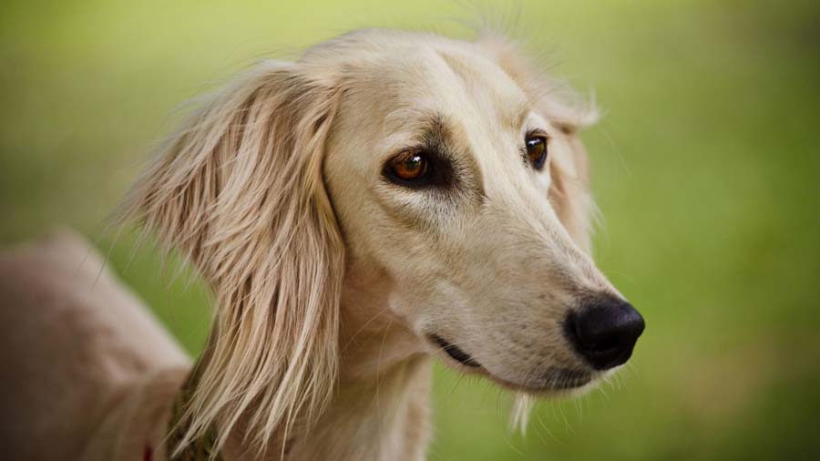 Saluki