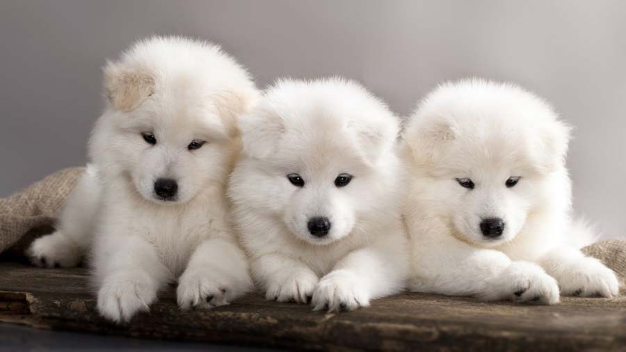 Samoyedo