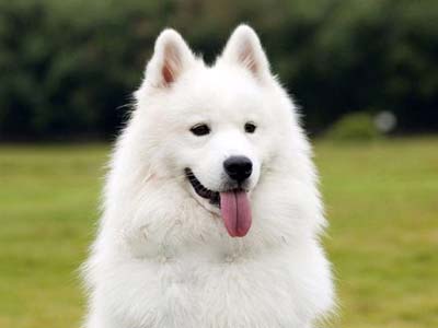 Samoyedo Precio