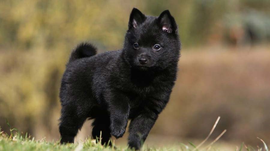 Schipperke