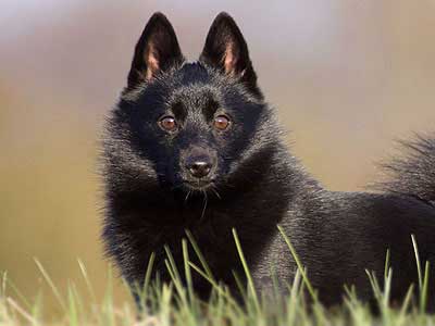 Schipperke Precio