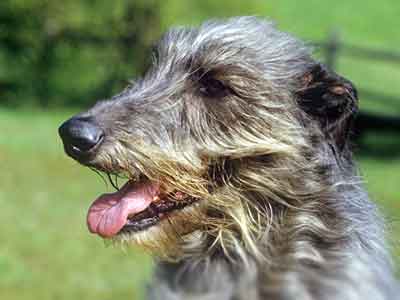 Deerhound Escocés Precio