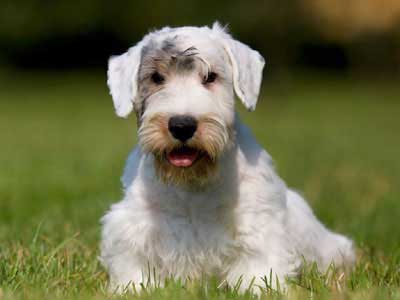 Sealyham Terrier Precio