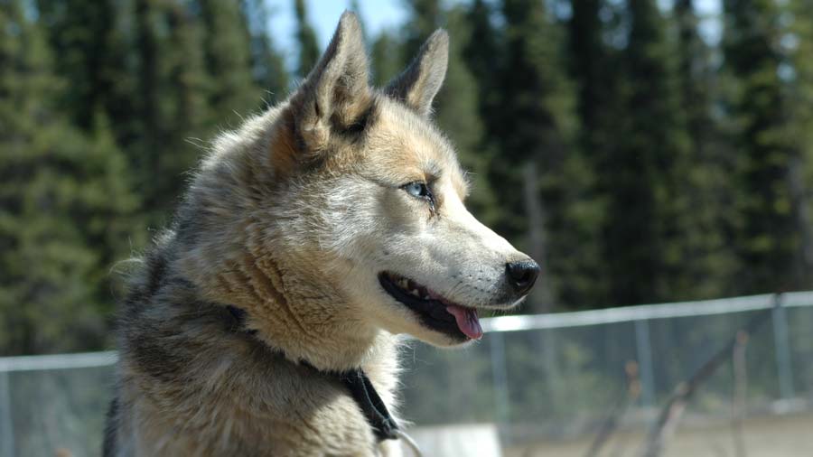 Seppala Siberian Sleddog