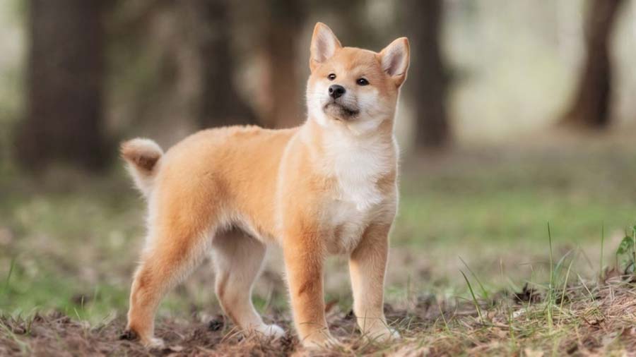 Shiba Inu