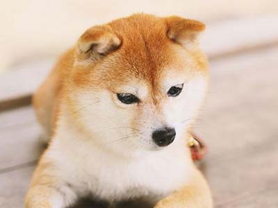 Shiba Inu Precio